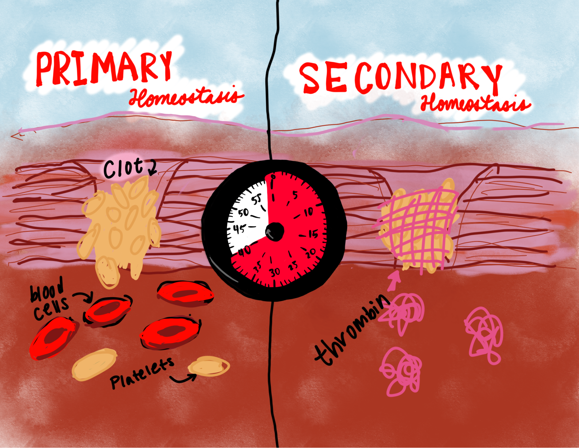 The (Anti) Coagulation of Blood Through Protein Communication